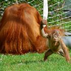 Orang Utan-Baby