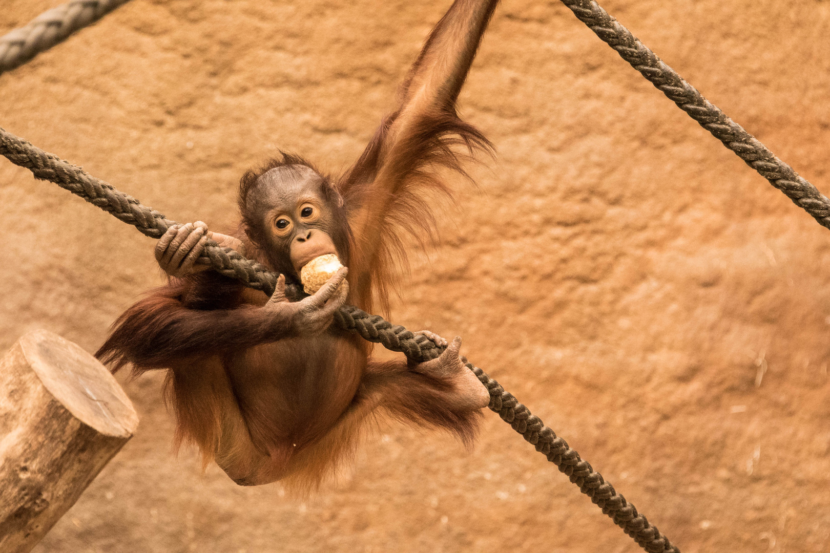 Orang-Utan Baby Foto & Bild | natur, emotionen, tiere Bilder auf