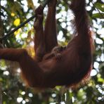 orang utan baby