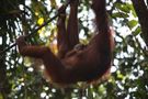 orang utan baby von mjamm 