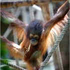 Orang utan baby 2