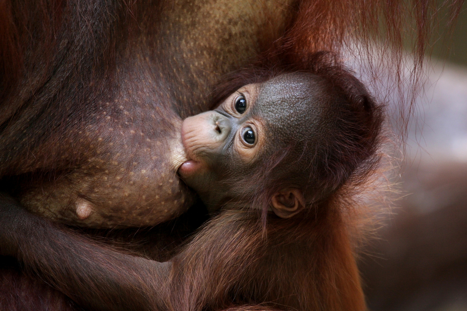 Orang Utan Baby