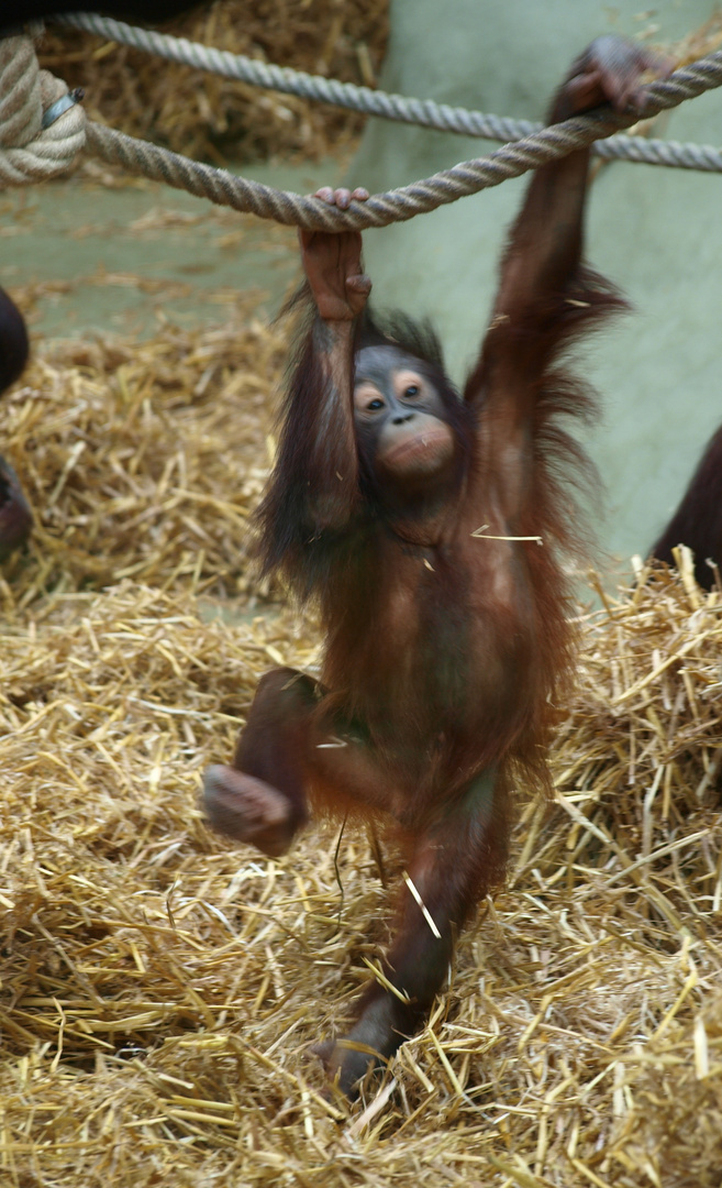 Orang-Utan baby