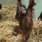 Orang-Utan baby