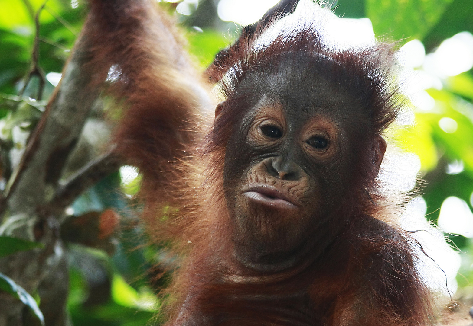 Orang Utan Baby