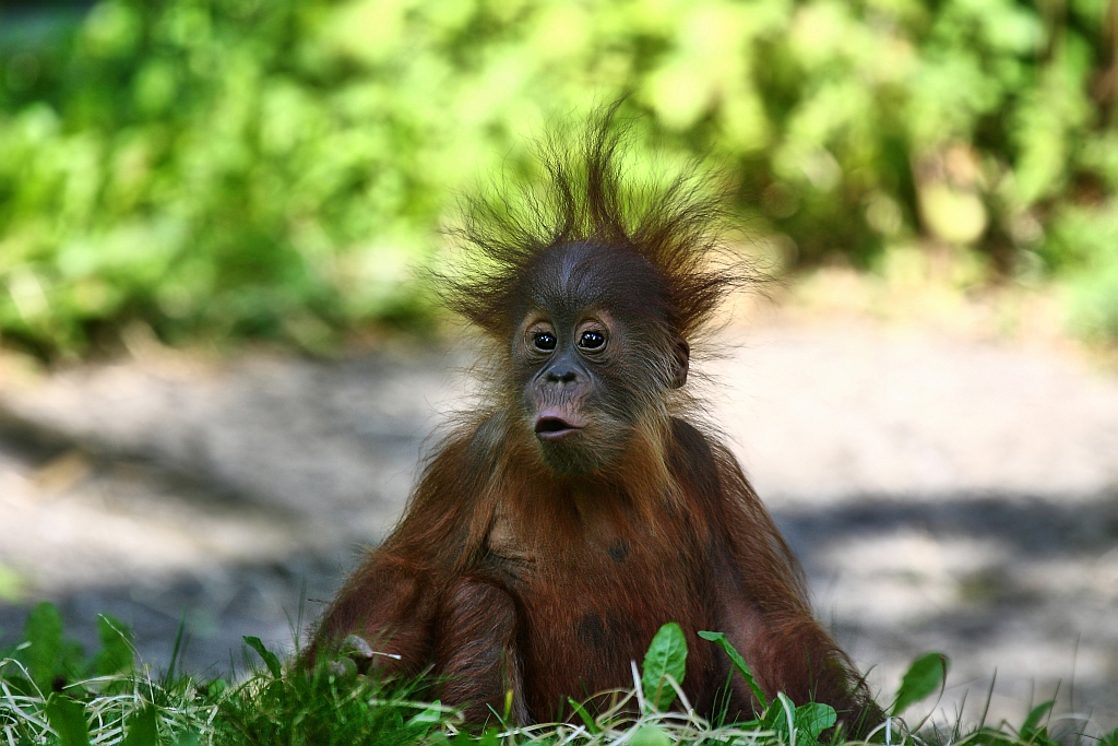 Orang Utan Baby Foto Bild Natur Zoo Tiere Bilder Auf Fotocommunity