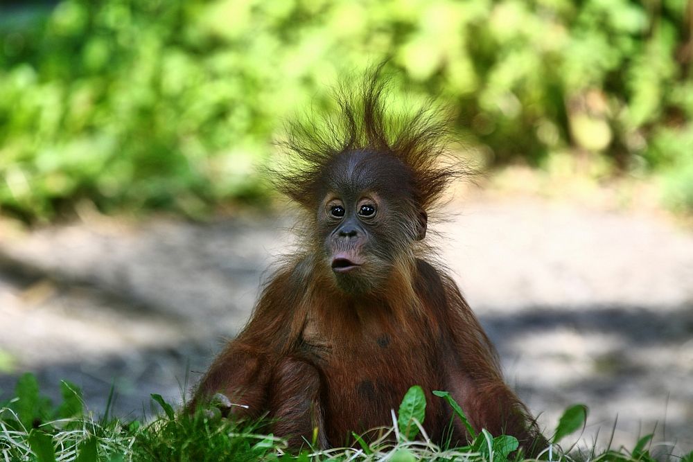  Orang Utan  Baby Foto Bild natur zoo tiere Bilder auf 