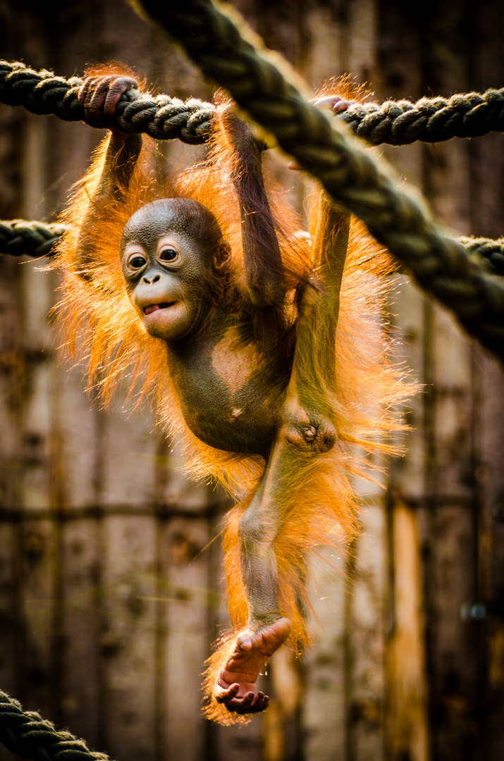 Orang Utan Baby Foto & Bild | tiere, zoo, wildpark & falknerei