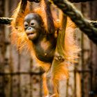 Orang Utan Baby