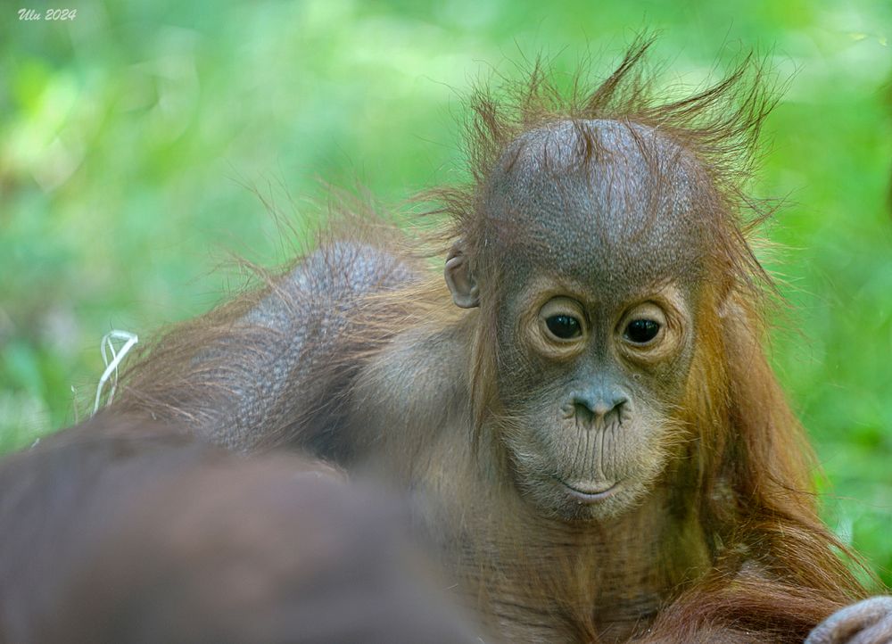 Orang Utan Baby