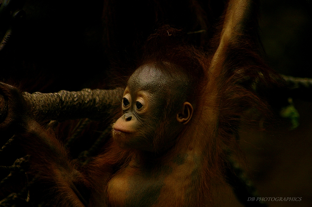 Orang Utan Baby :-)