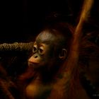 Orang Utan Baby :-)