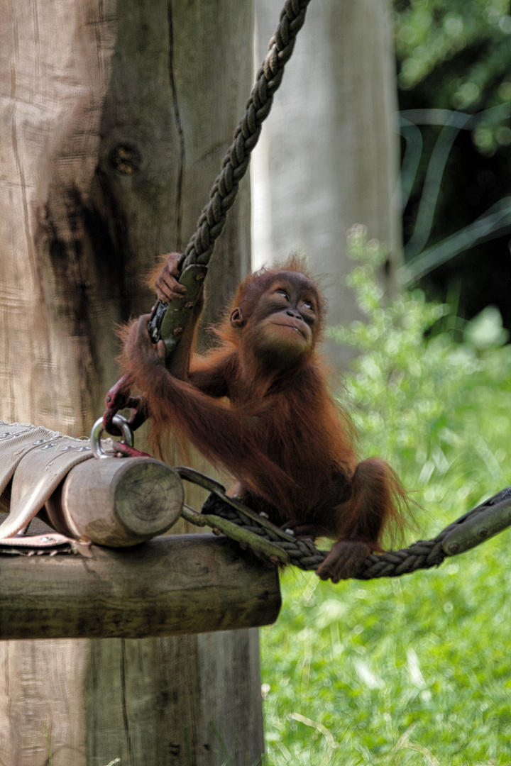 Orang - Utan Baby