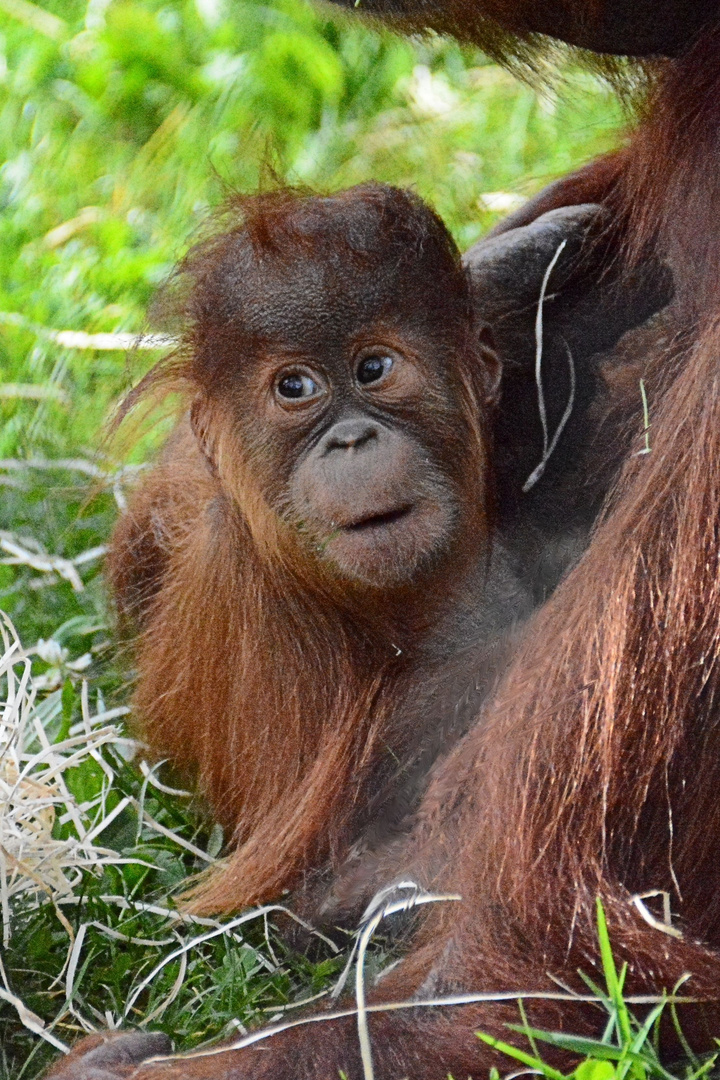 Orang Utan Baby