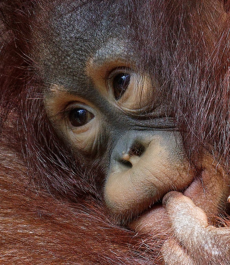 Orang Utan Baby