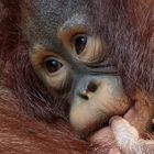 Orang Utan Baby