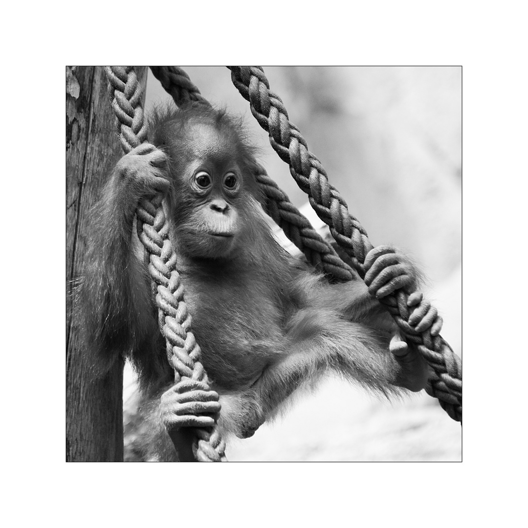 Orang-Utan Baby