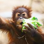 orang utan baby