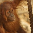 Orang-Utan-Baby Awang in der Zoom Erlebniswelt