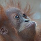 Orang-Utan-Baby Awang in der Zoom Erlebniswelt