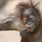 Orang-Utan Baby