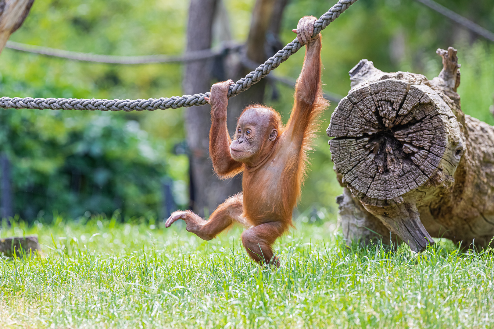 Orang Utan Baby Foto Bild Tiere Zoo Wildpark Falknerei Saugetiere Bilder Auf Fotocommunity