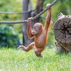 Orang Utan Baby