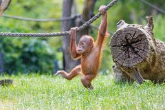 Orang Utan Baby