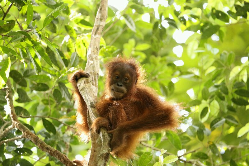 Orang Utan Baby