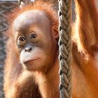 Orang Utan Baby beim Klettern