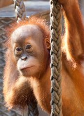 Orang Utan Baby beim Klettern