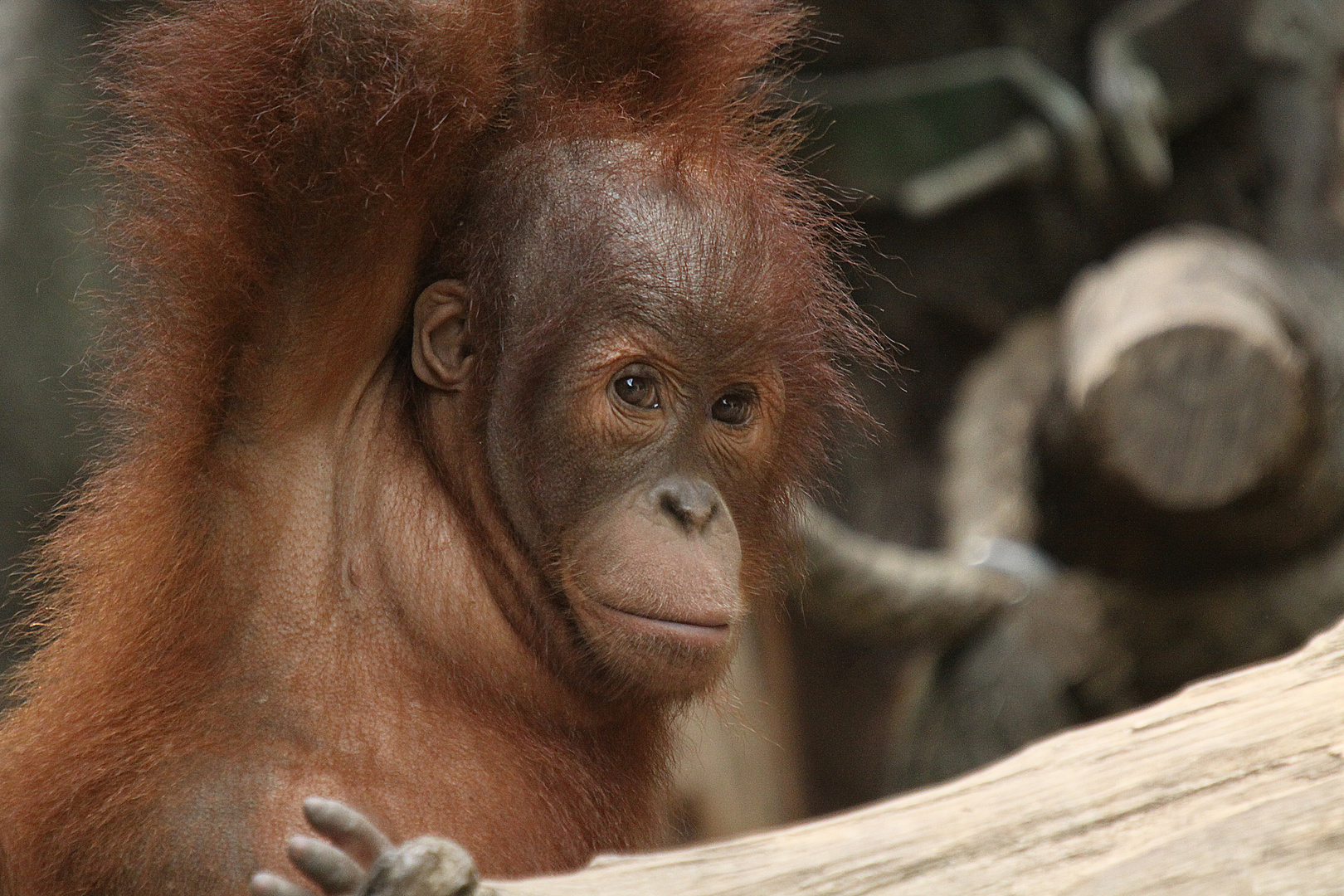 Orang-Utan Baby