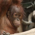 Orang-Utan Baby