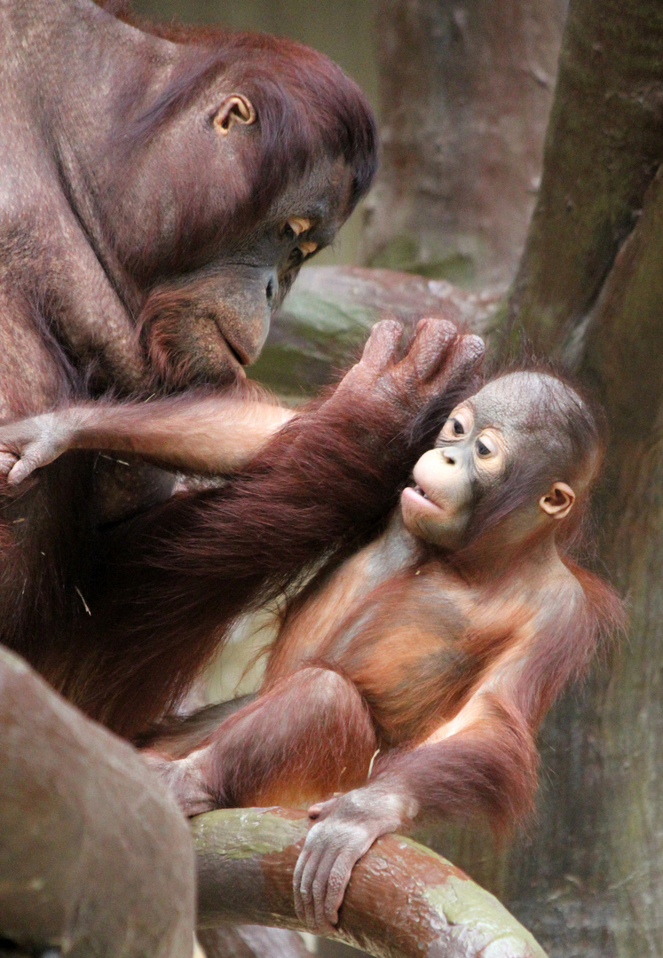 Orang-Utan-Baby Changi 1 - Serie -