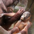 Orang-Utan-Baby Changi 1 - Serie -