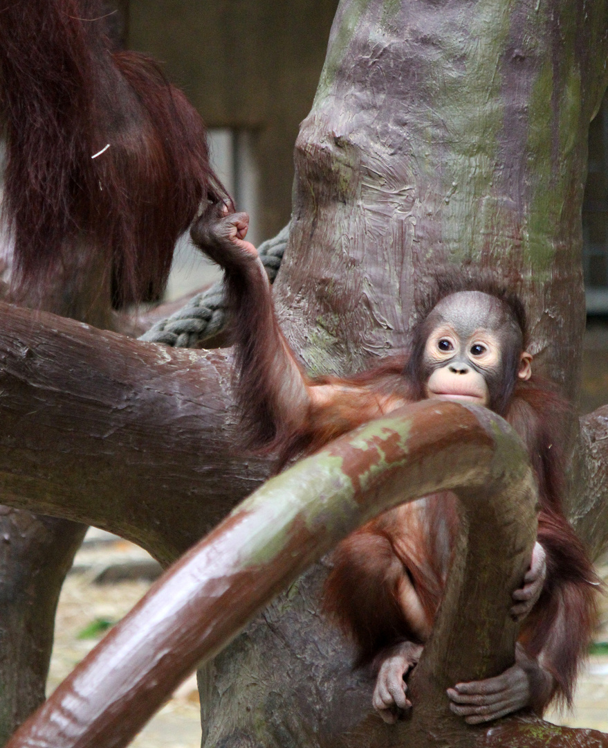 Orang-Utan-Baby Changi 2 - Serie -