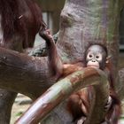 Orang-Utan-Baby Changi 2 - Serie -