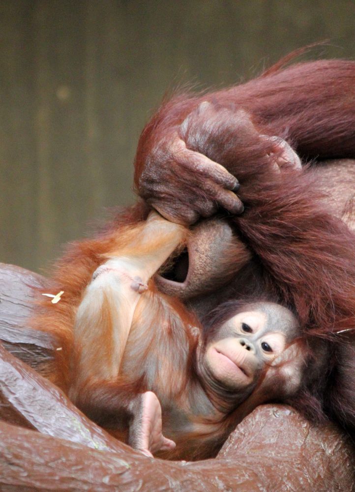 Orang Utan Baby Changi 3 Serie Foto Bild Tiere