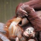 Orang-Utan-Baby Changi 3 - Serie -