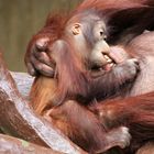 Orang-Utan-Baby Changi 4 - Serie -