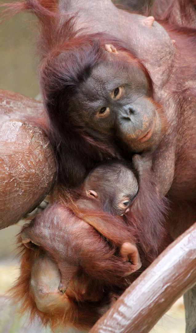 Orang-Utan-Baby Changi 5 - Serie -