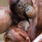 Orang-Utan-Baby Changi 5 - Serie -