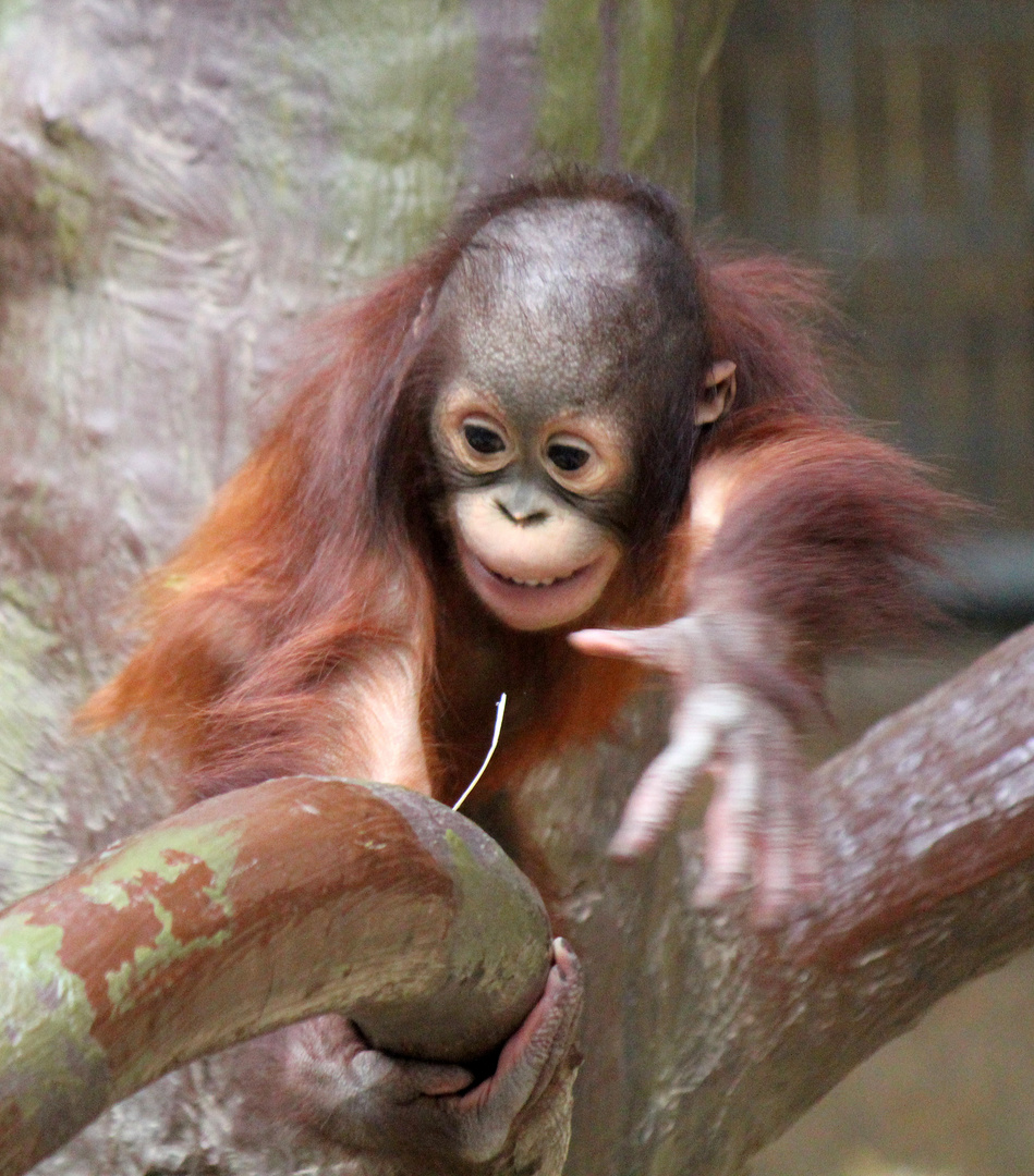 Orang-Utan-Baby Changi 6 - Serie -