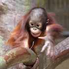 Orang-Utan-Baby Changi 6 - Serie -