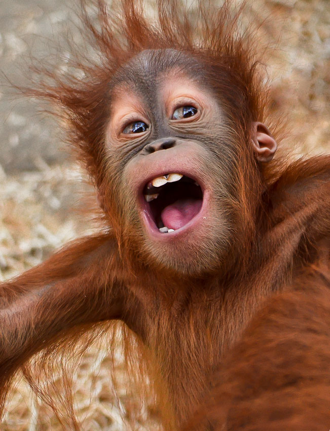 Orang Utan Baby