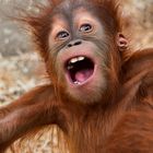 Orang Utan Baby