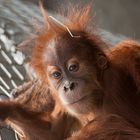 Orang Utan Baby