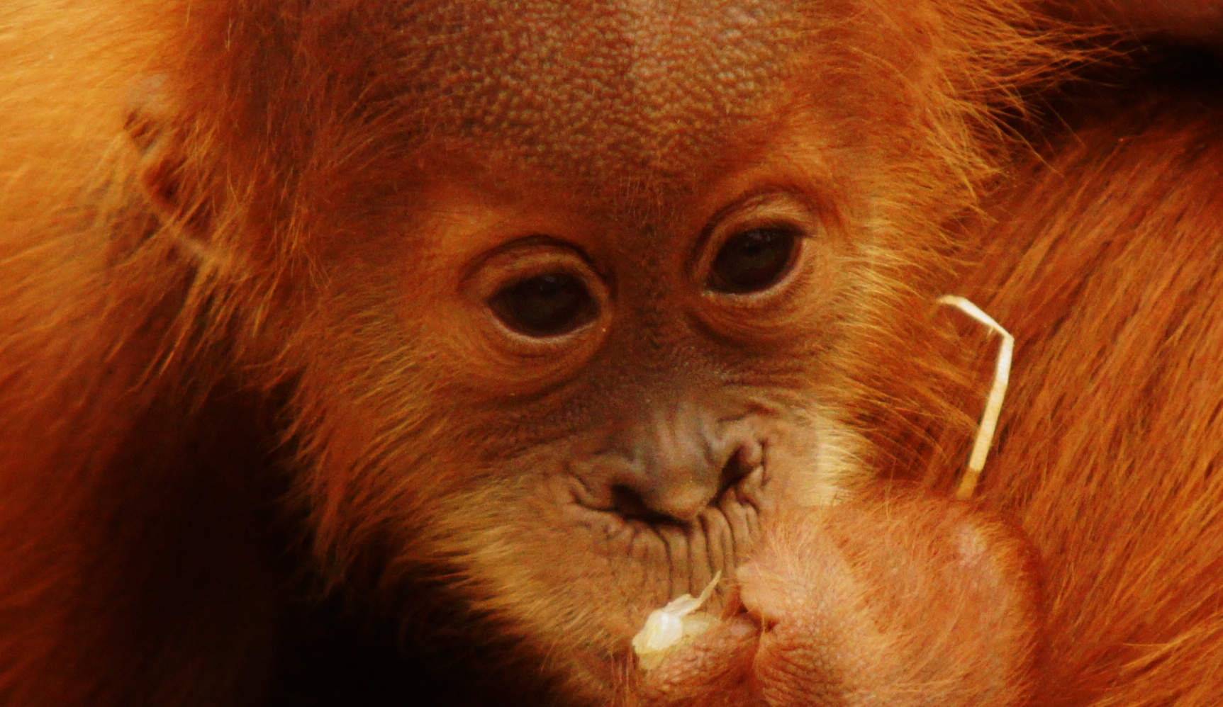 Orang Utan Baby