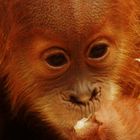 Orang Utan Baby