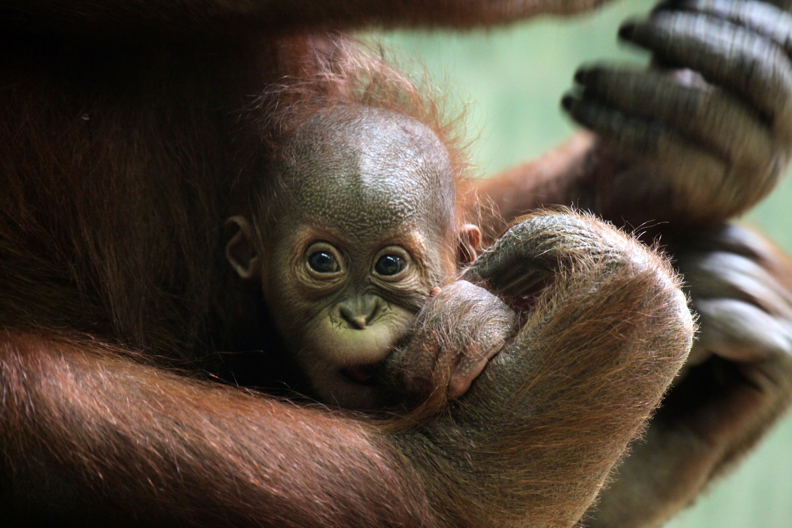 Orang Utan Baby